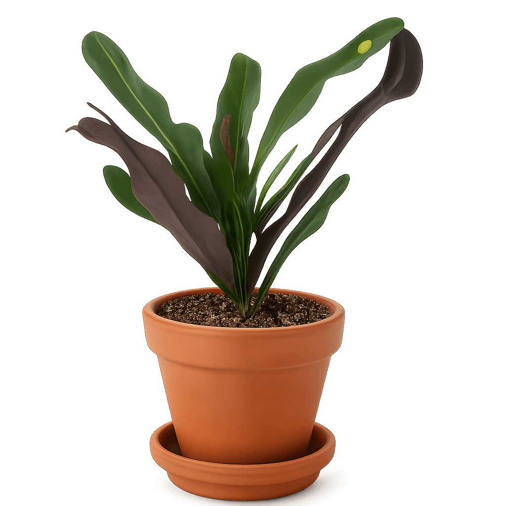 Croton