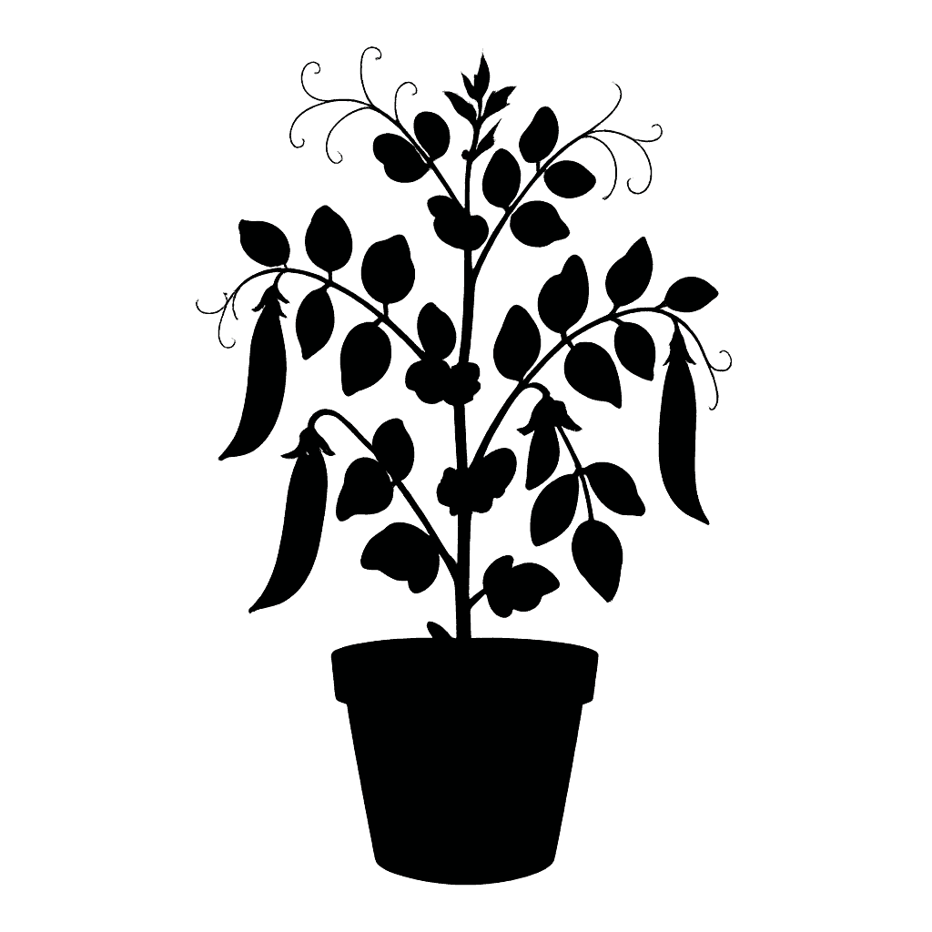 pea