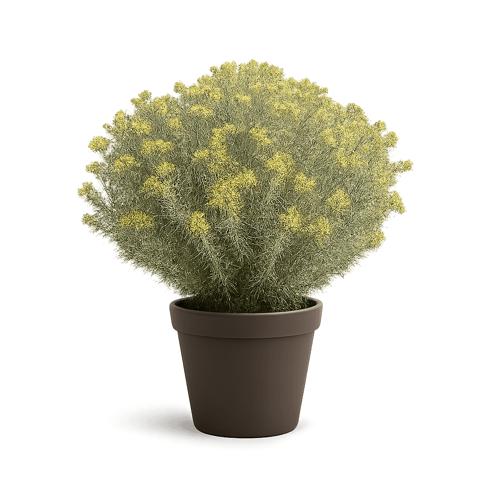 Ericameria nauseosa