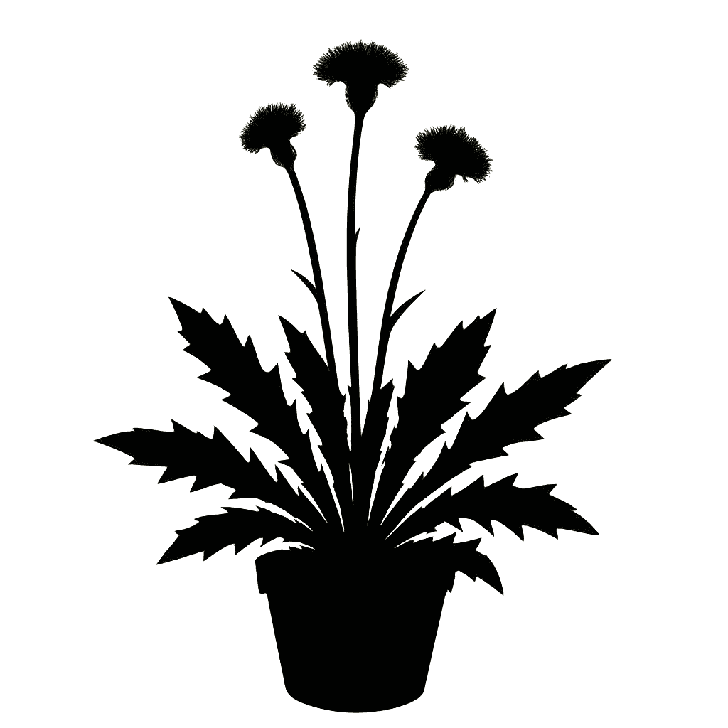 Hawkweed