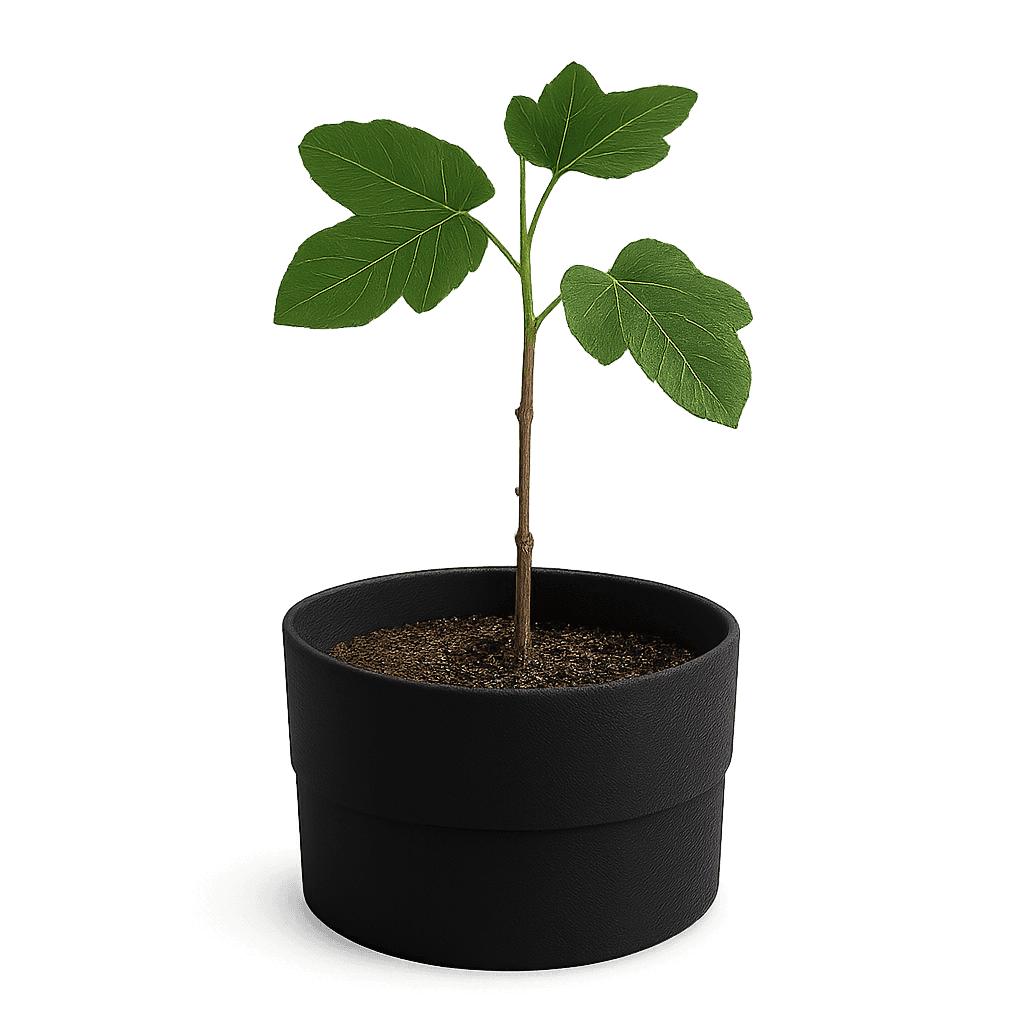 Common fig