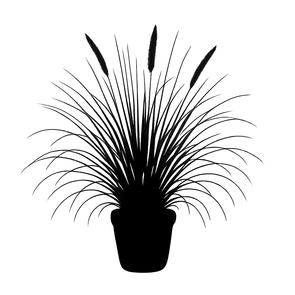 Muhlenbergia rigens