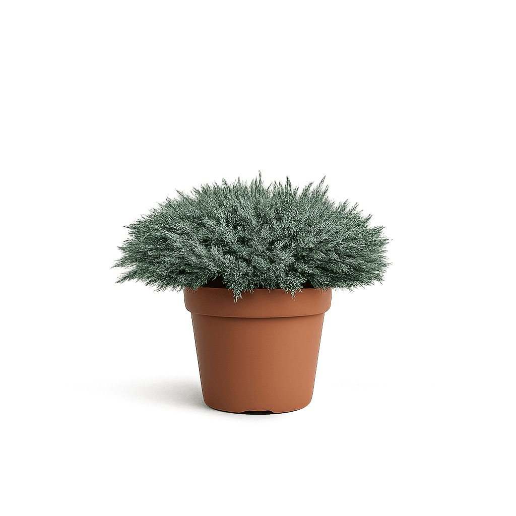 Juniperus horizontalis