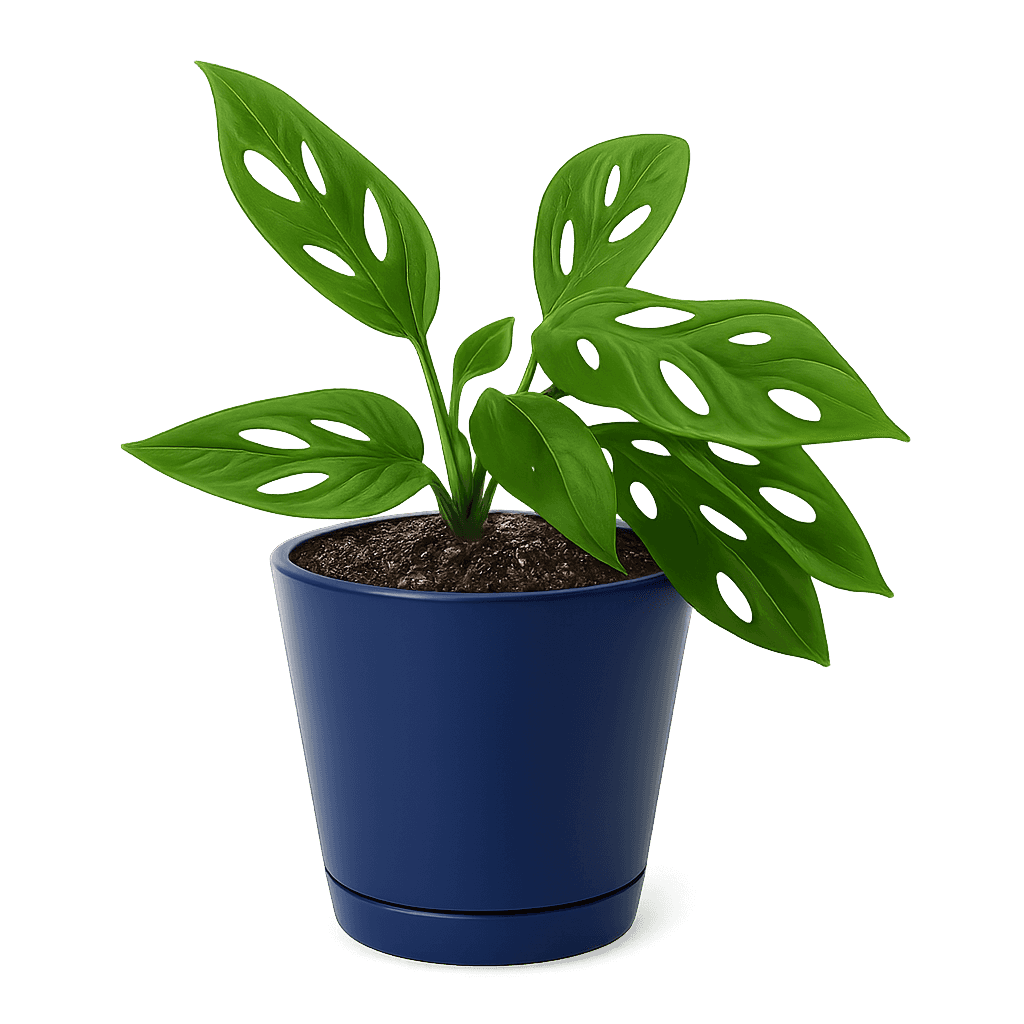 Swiss cheese vine