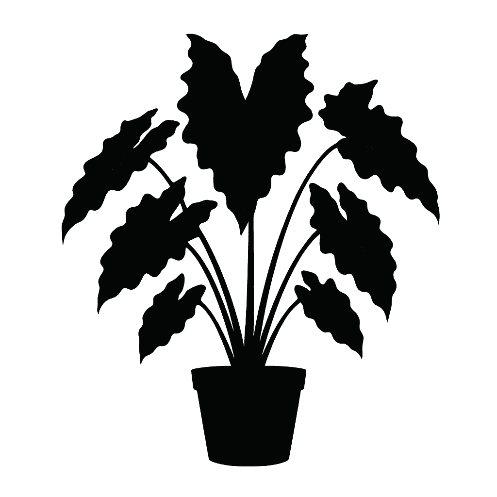 Variegated Alocasia Frydek