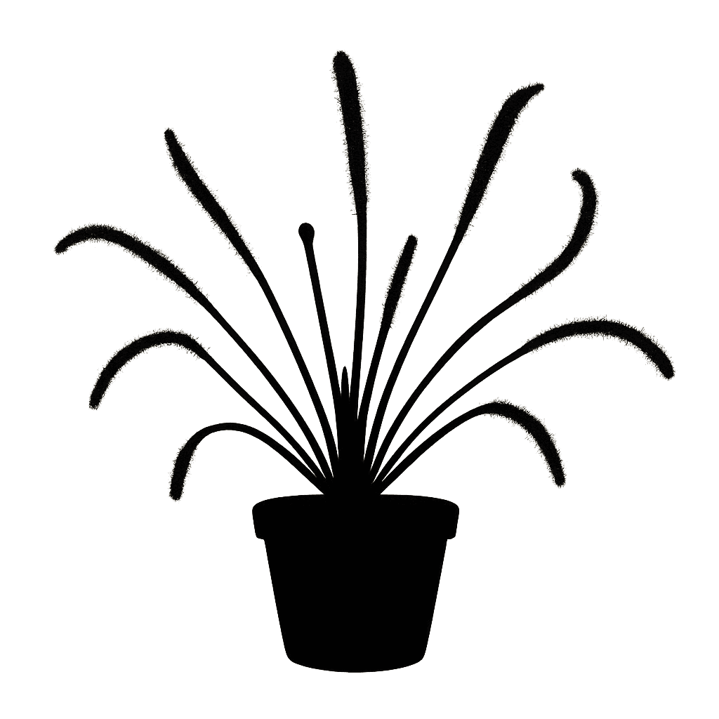 Cape sundew