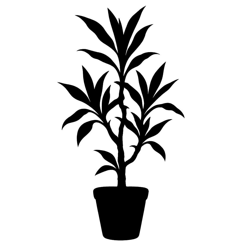 Dracaena sanderiana