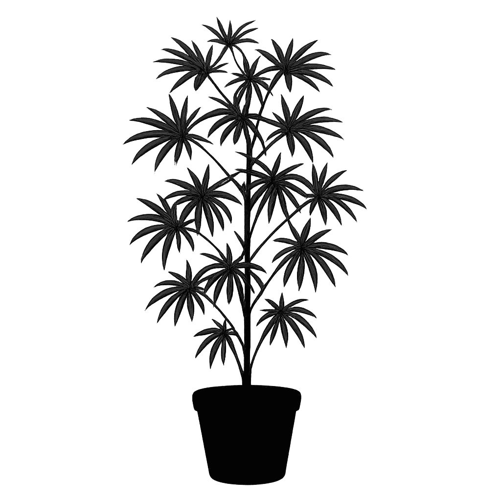 False aralia