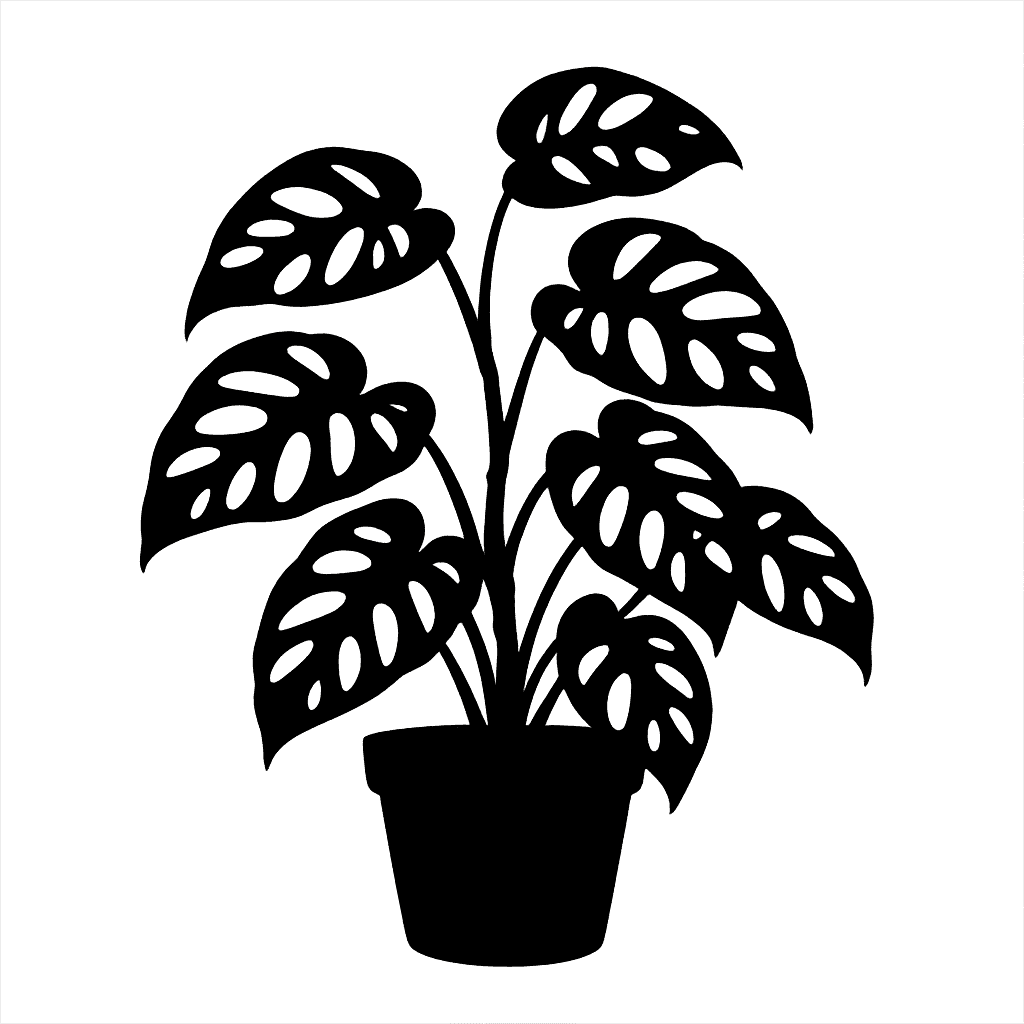 Monstera adansonii