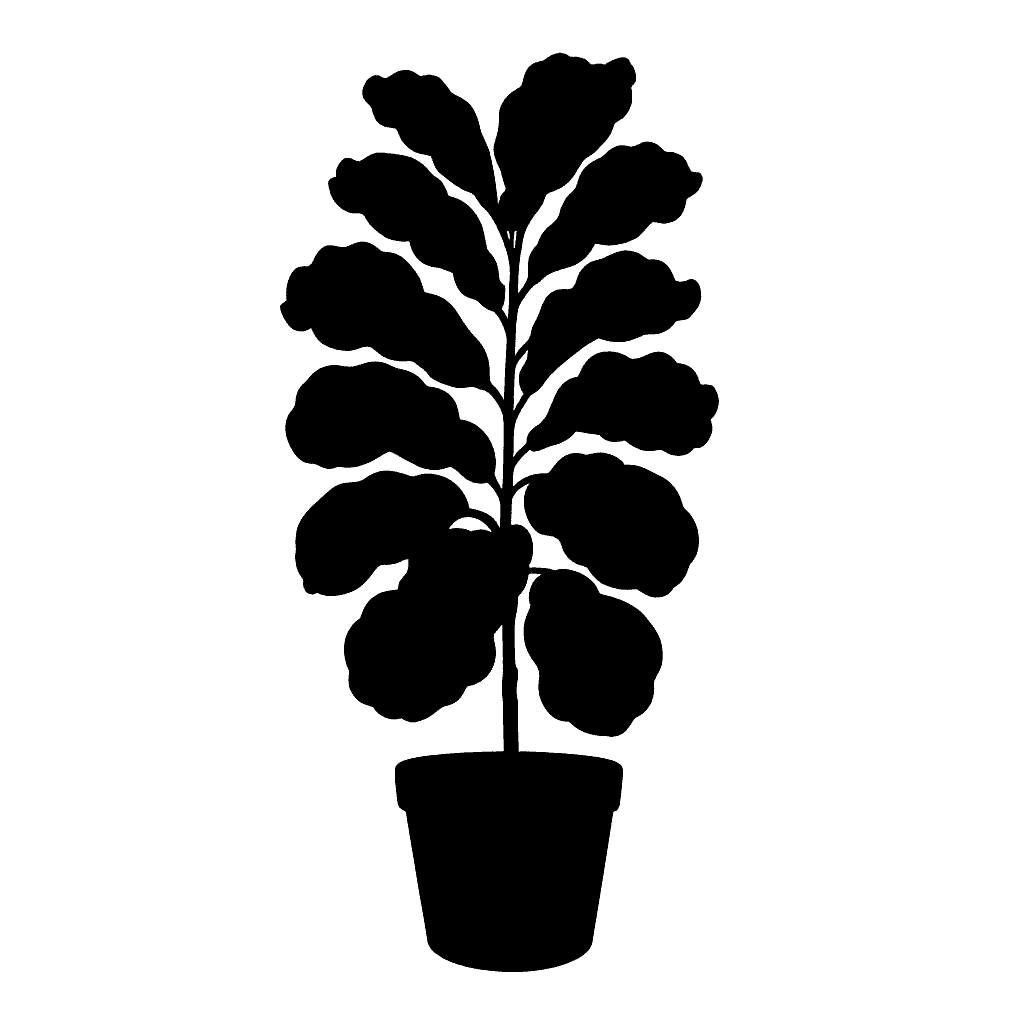 Ficus lyrata