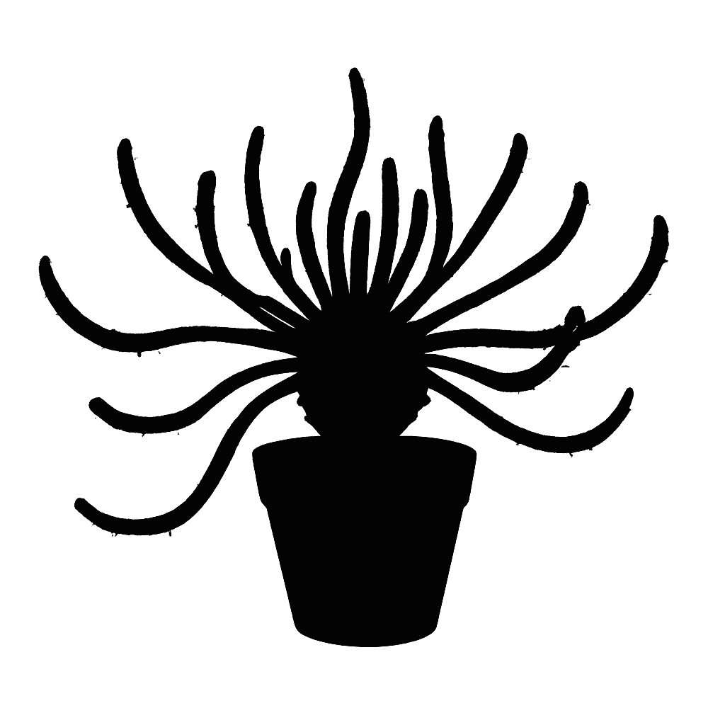 Medusa's Head