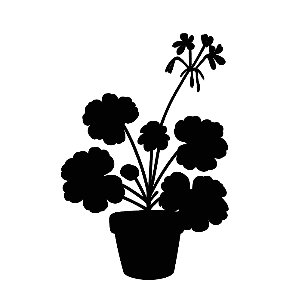 South African geranium