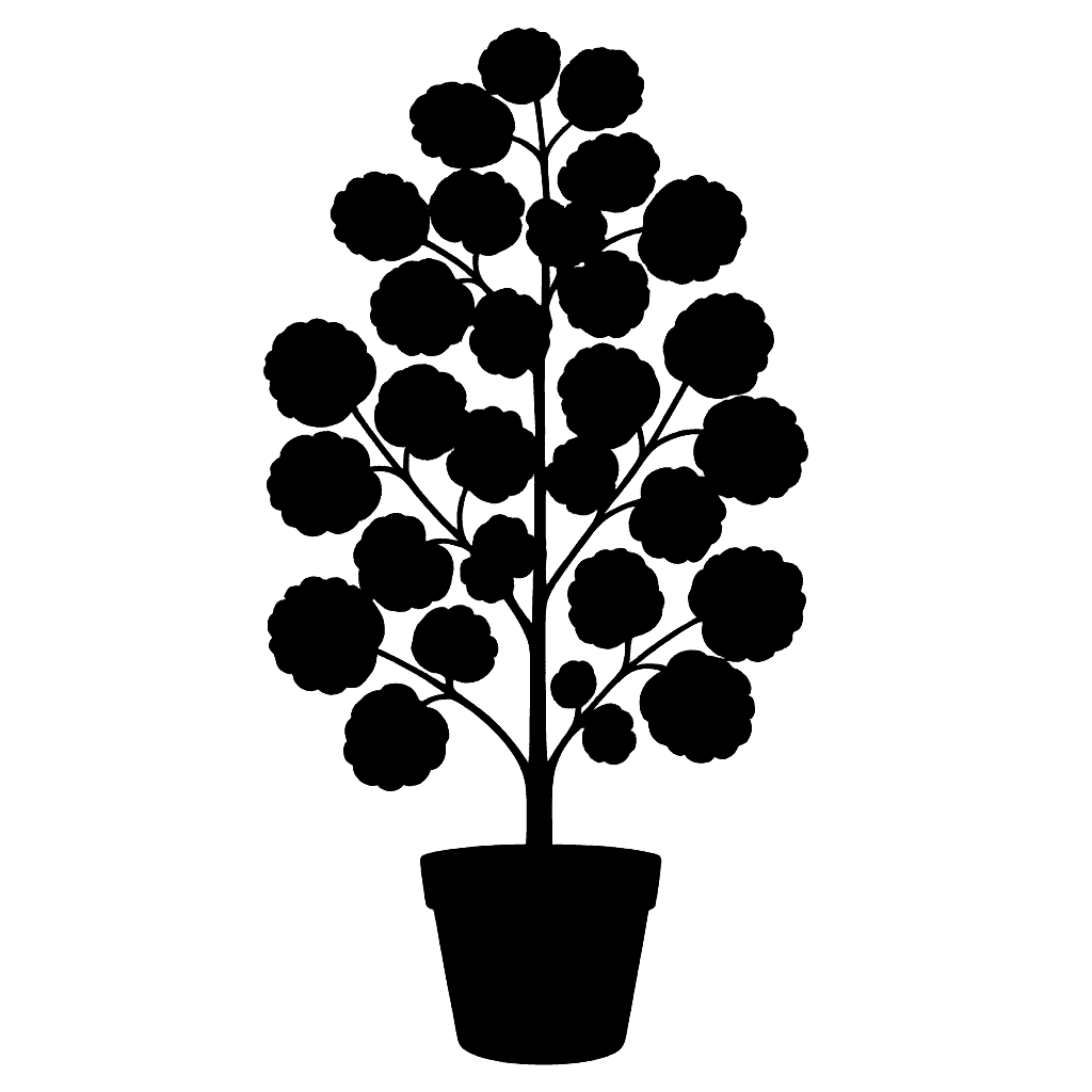 Balfour aralia