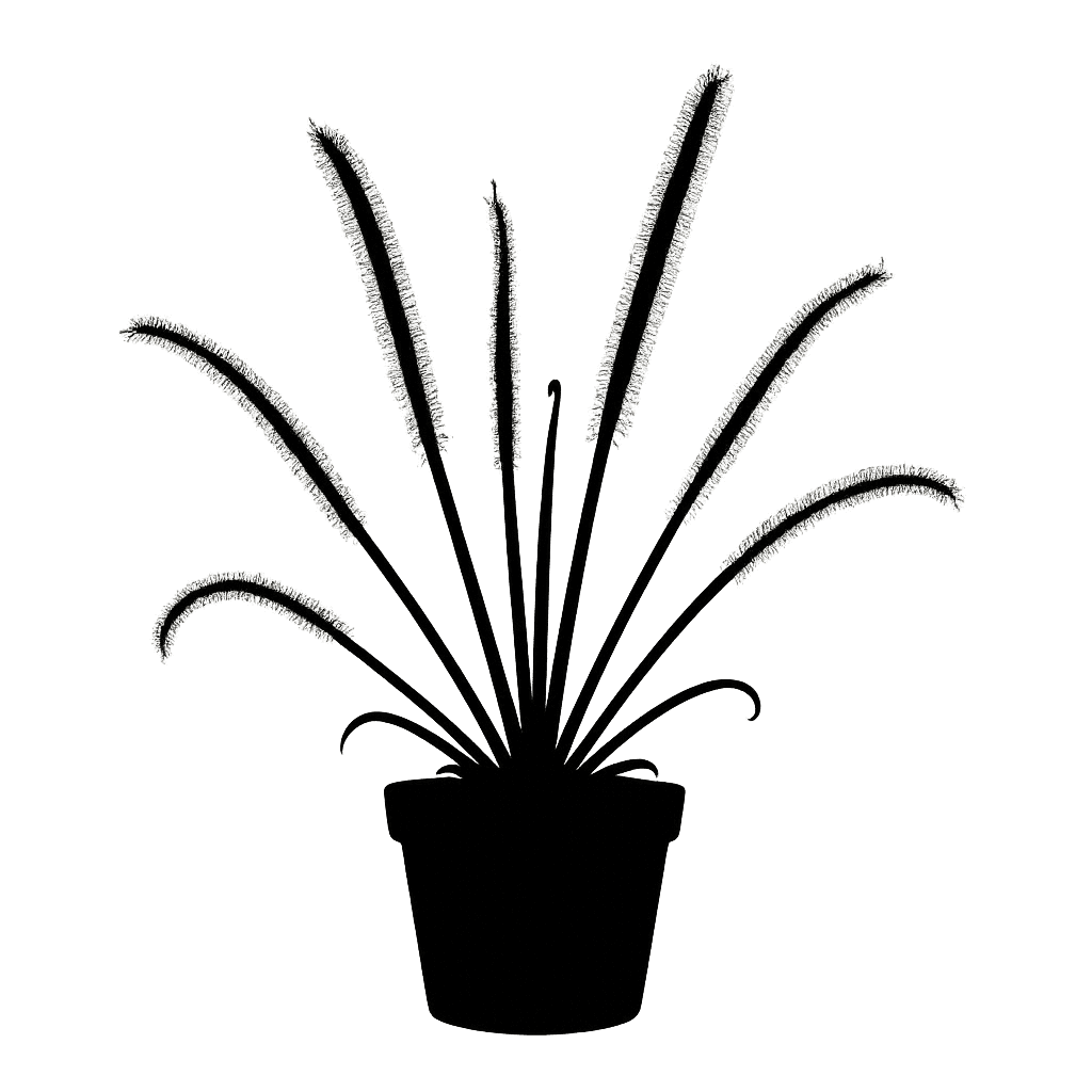 King Sundew