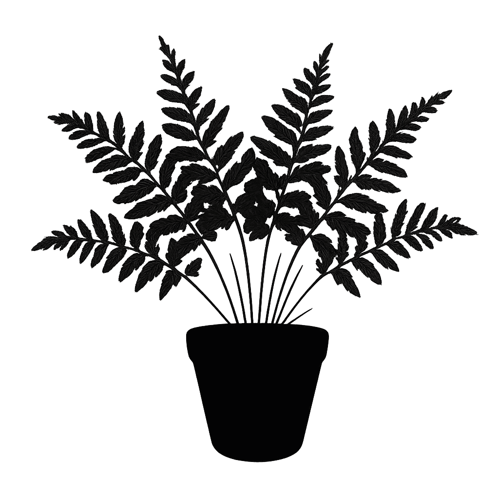 Elongate Filmy Fern