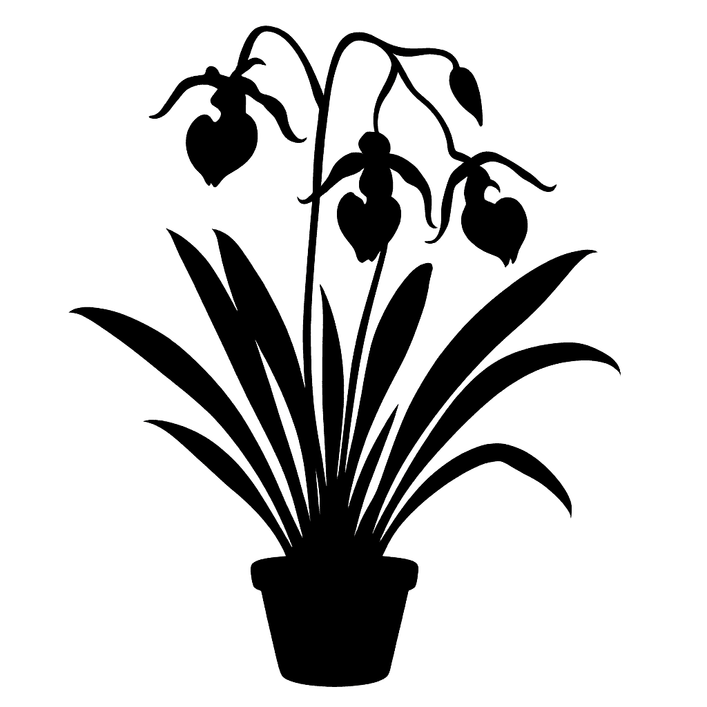 Bucket Orchid