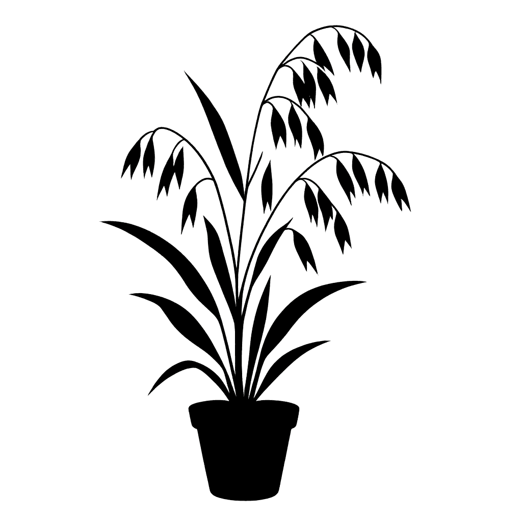 Oat