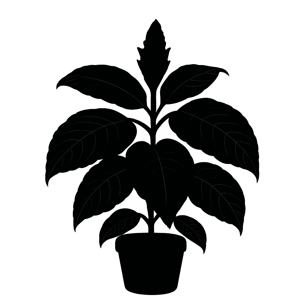 Zebra Plant