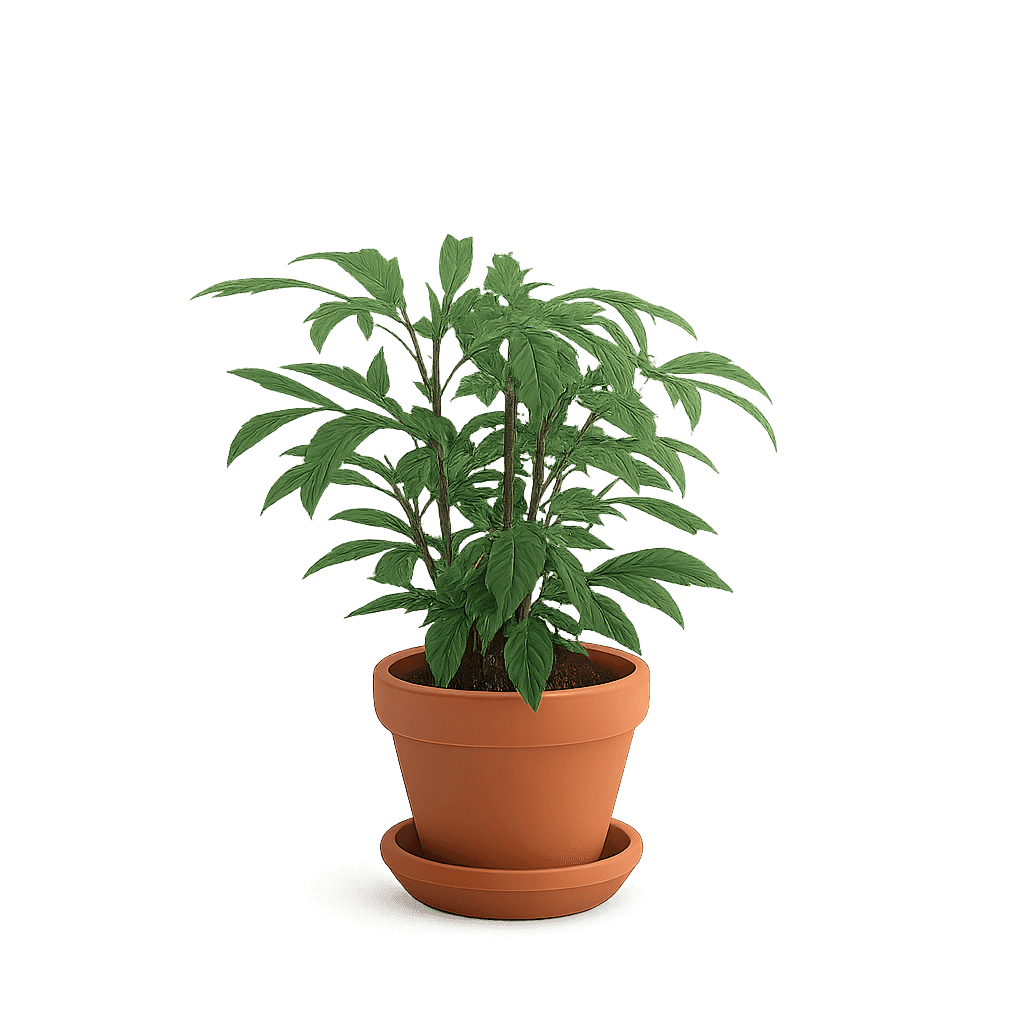 Umbrella Plant
