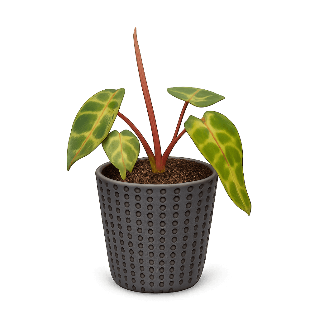Billietiae Philodendron