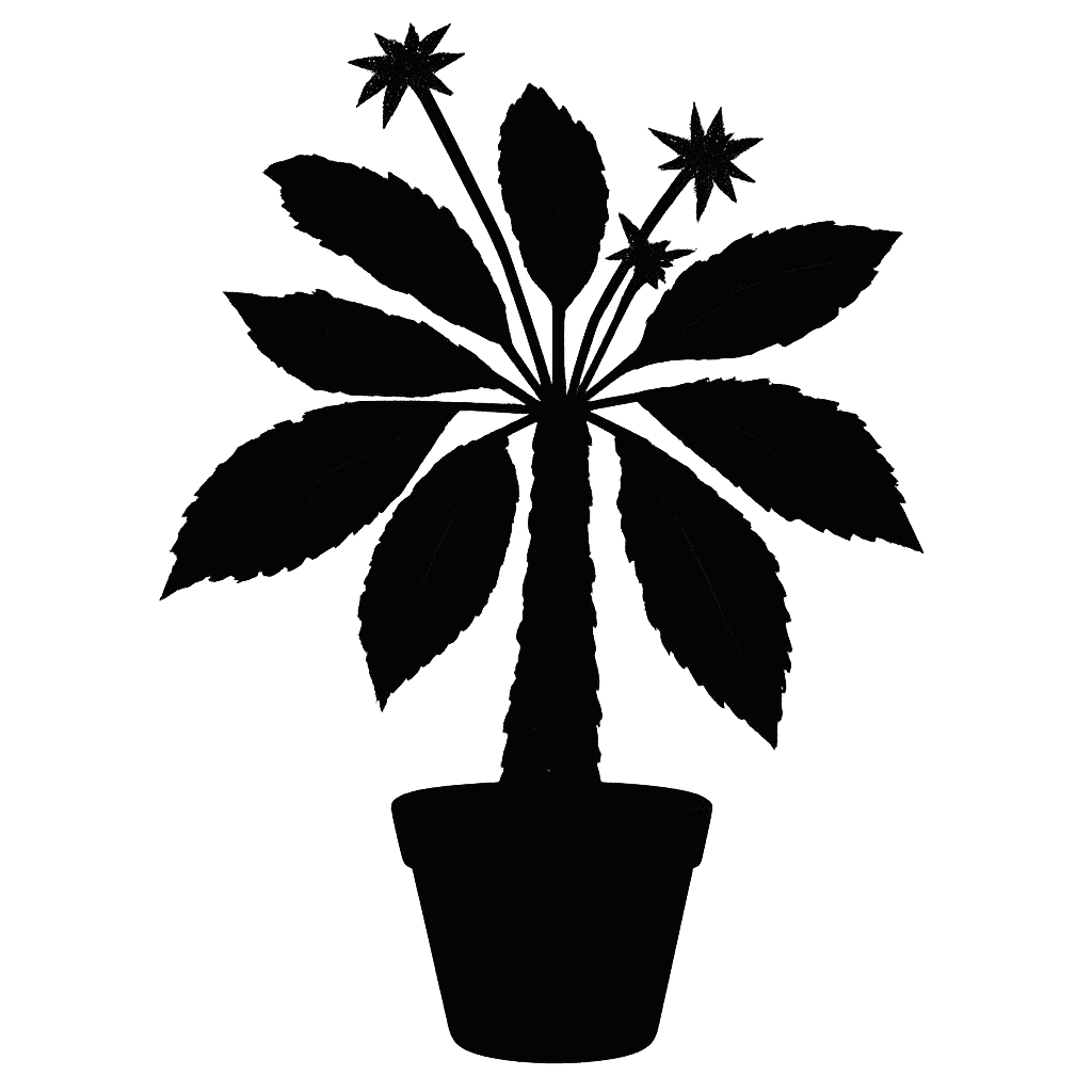 Brazilian Dorstenia