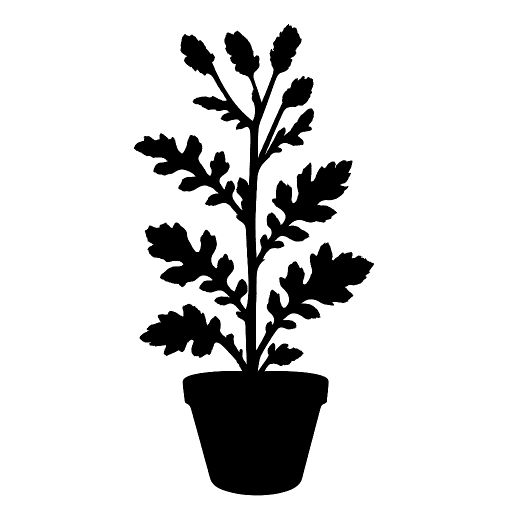 Common Groundsel