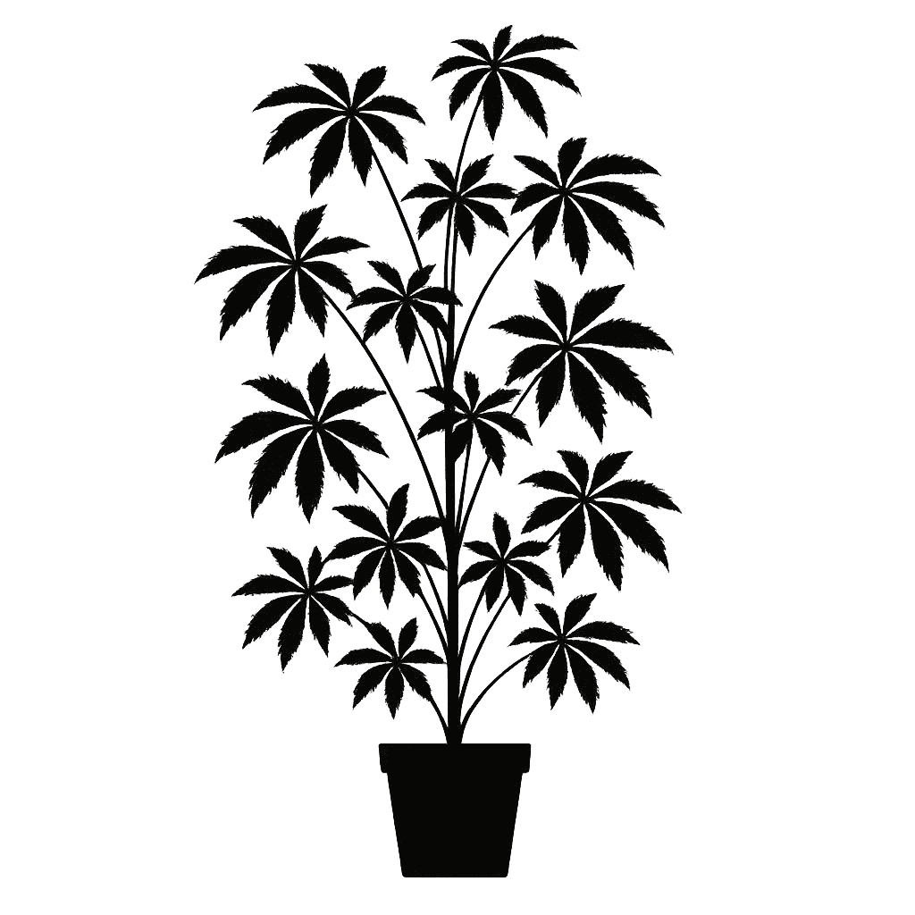 False Aralia