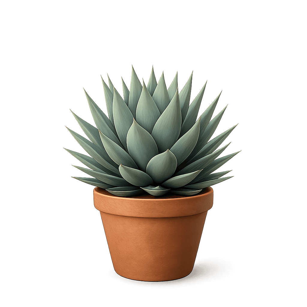 Agave parryi