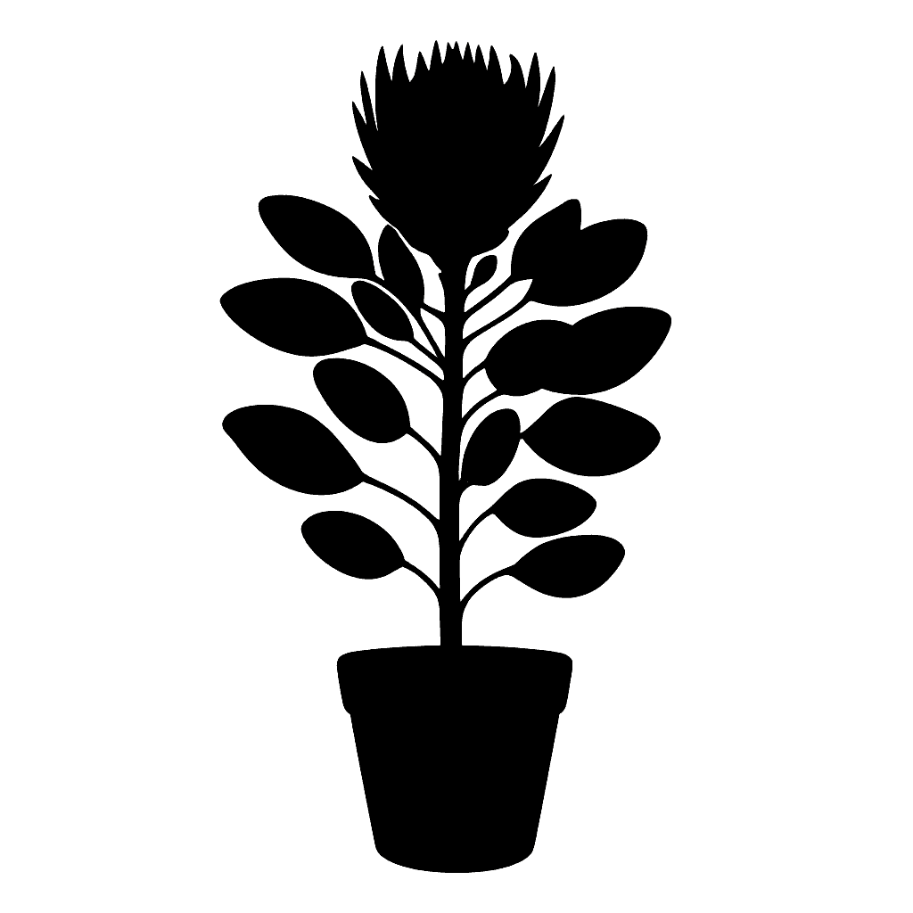 King Protea