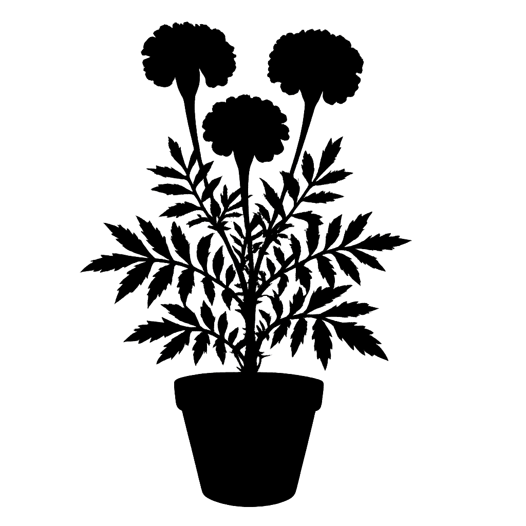 Tagetes patula