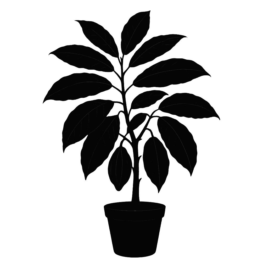 Cacao