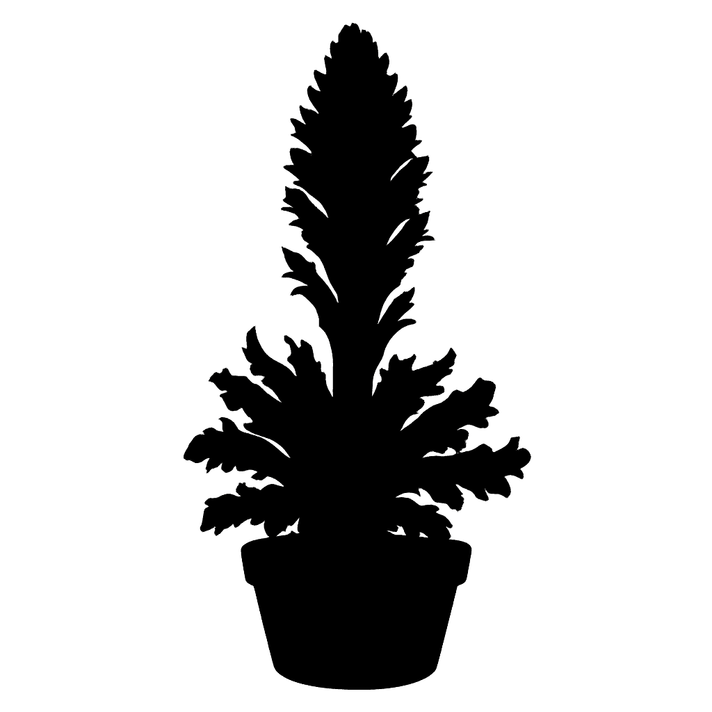 African broomrape