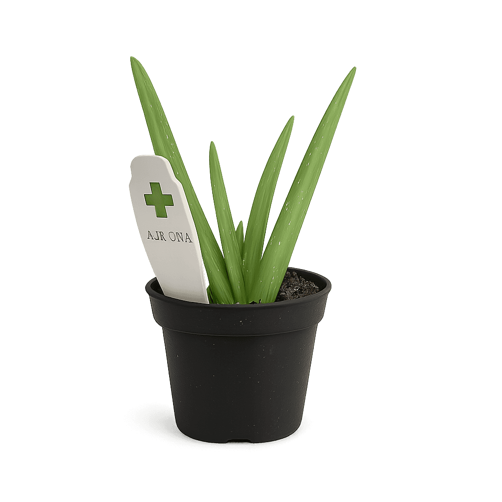 Aloe vera