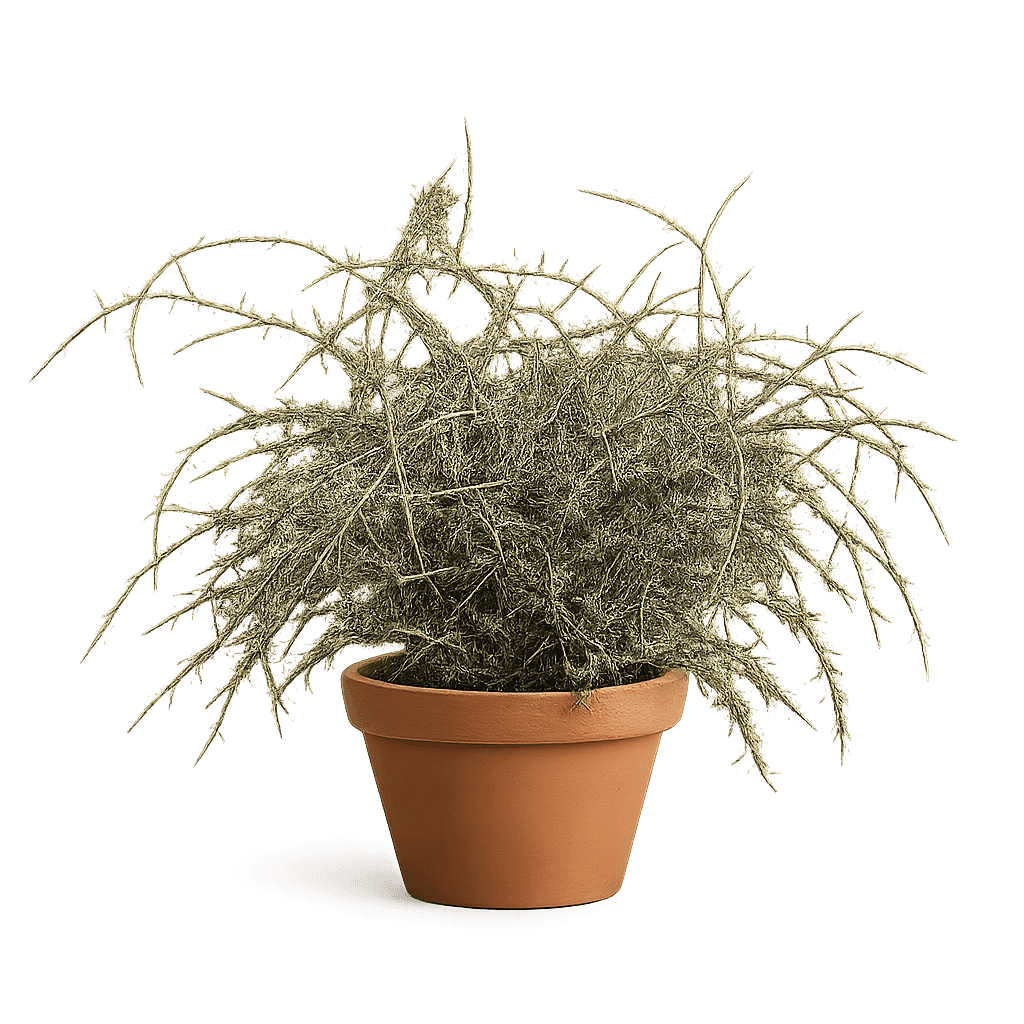 Brain Cactus