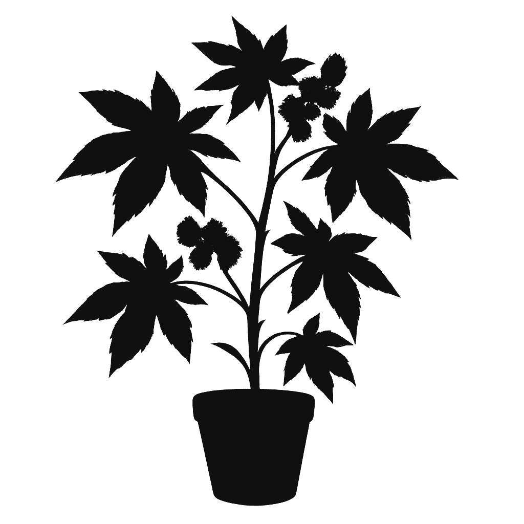 Castor bean
