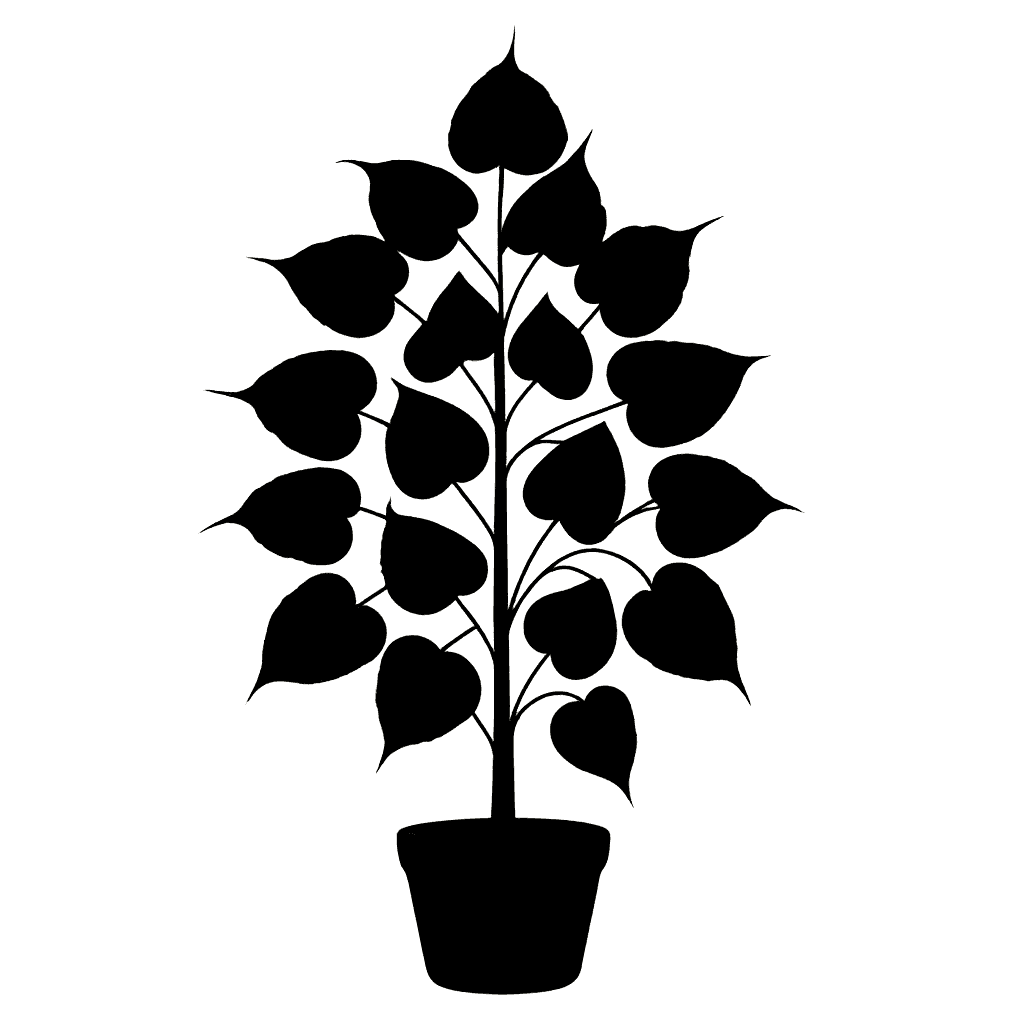 Sacred Fig