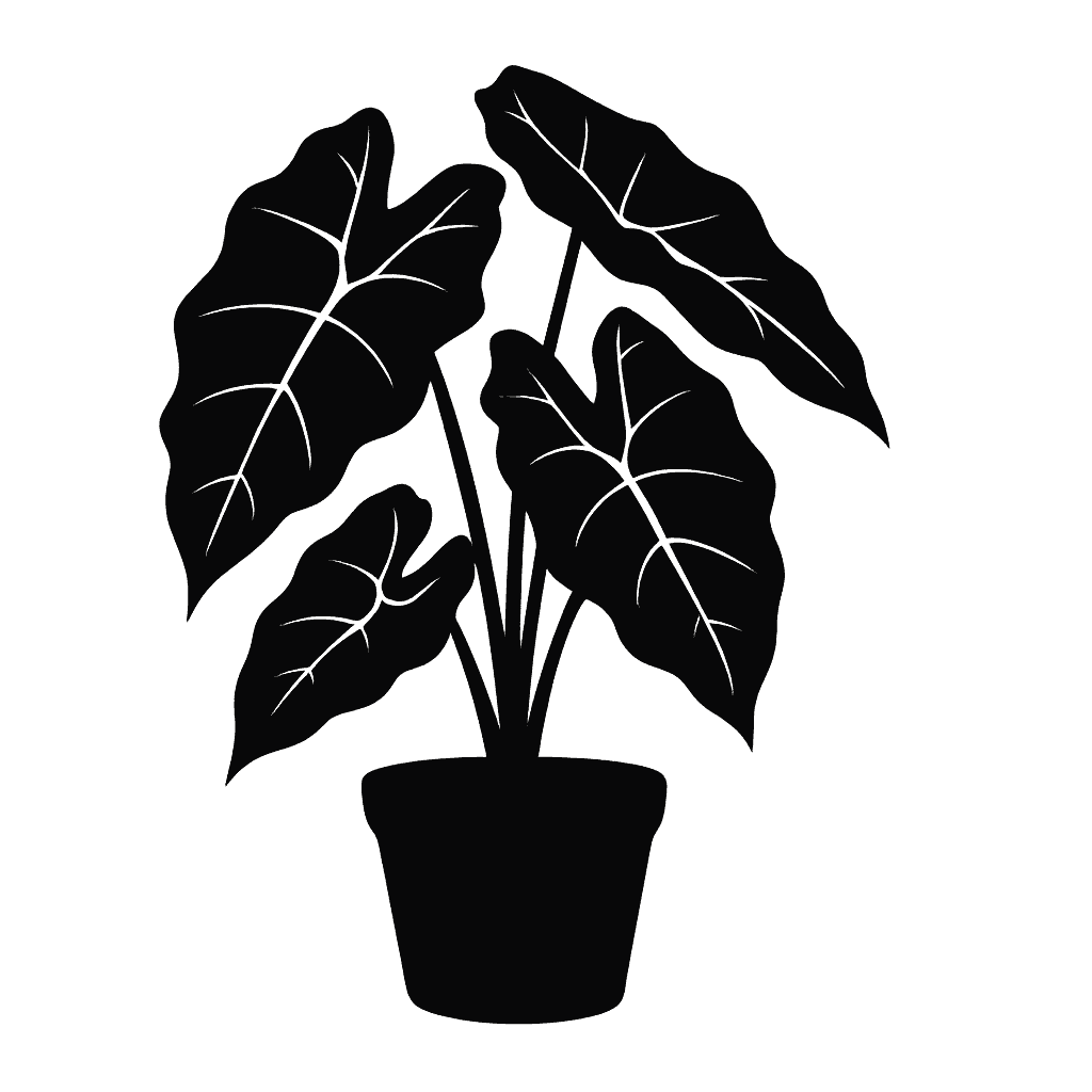 Black Velvet