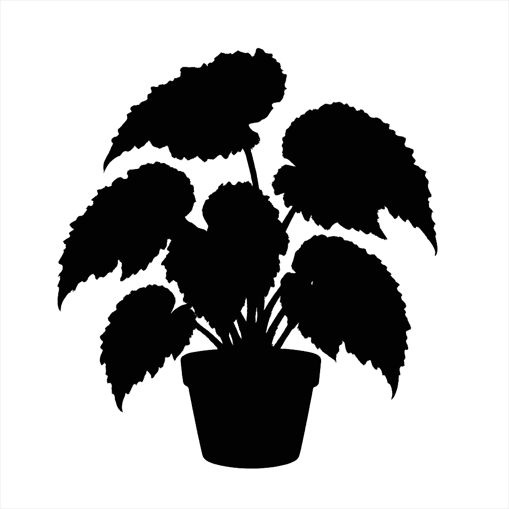 Rex begonia