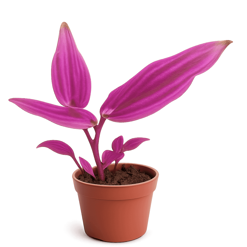 Zebrina
