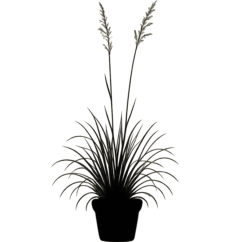 Tufted Hairgrass