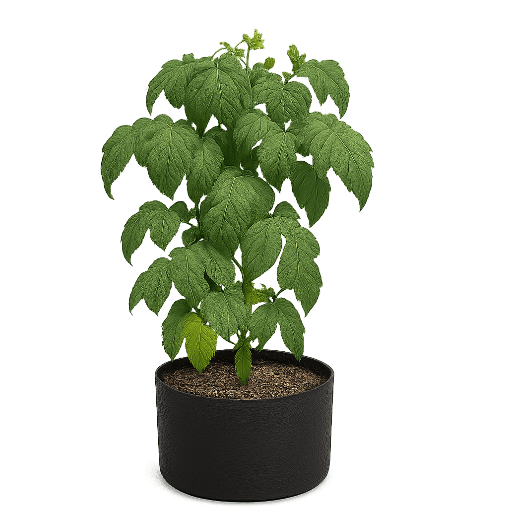 tomato