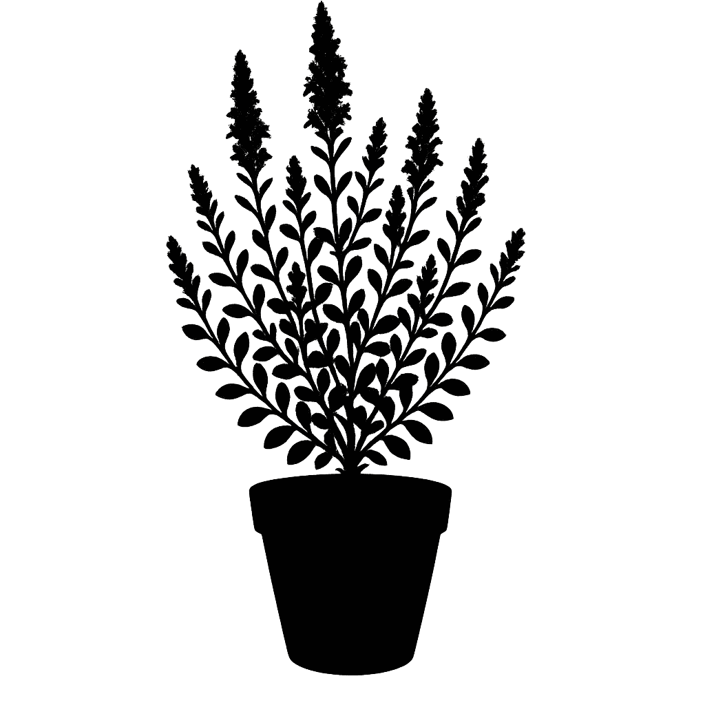 Selago trauseldii