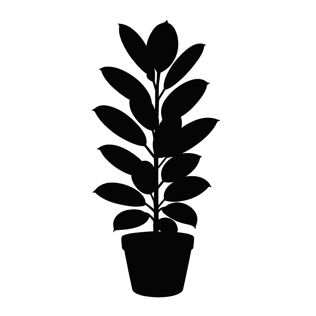 Ficus elastica