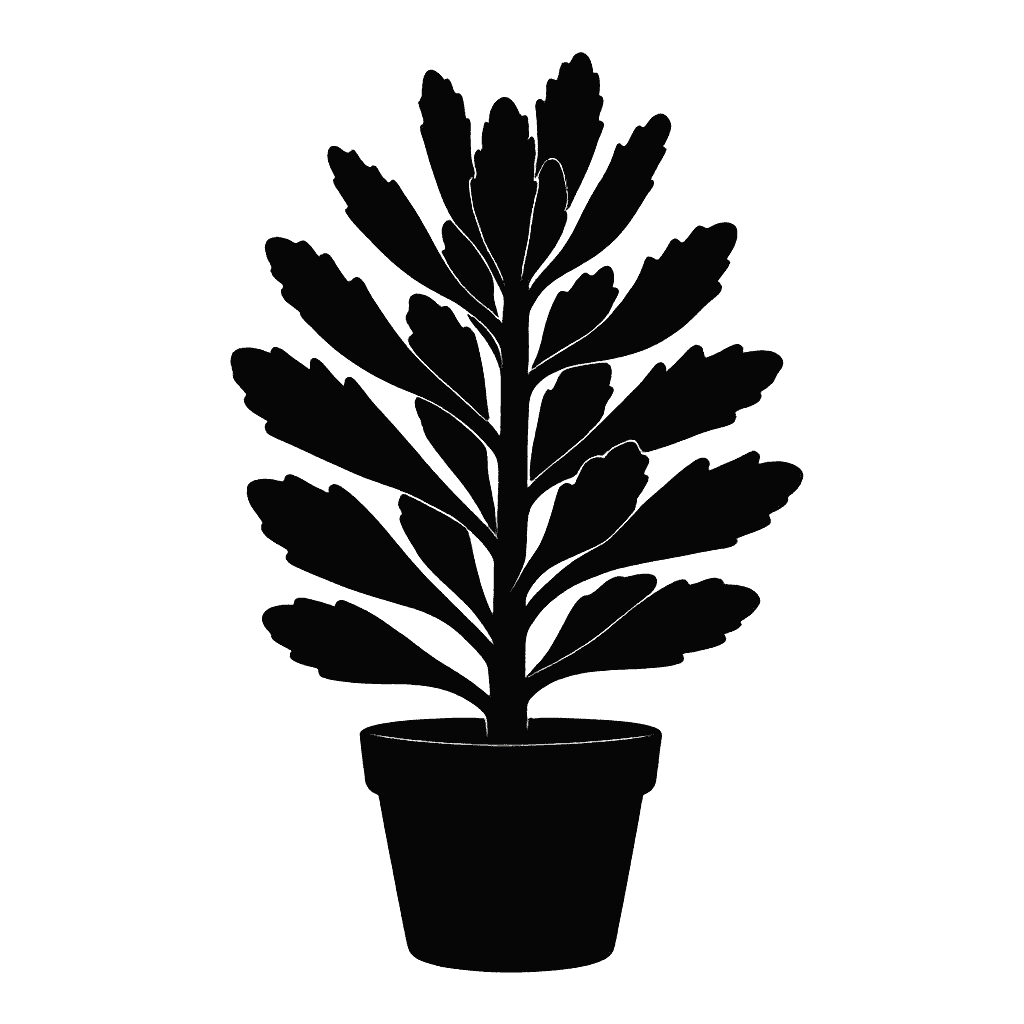 Kalanchoe tomentosa