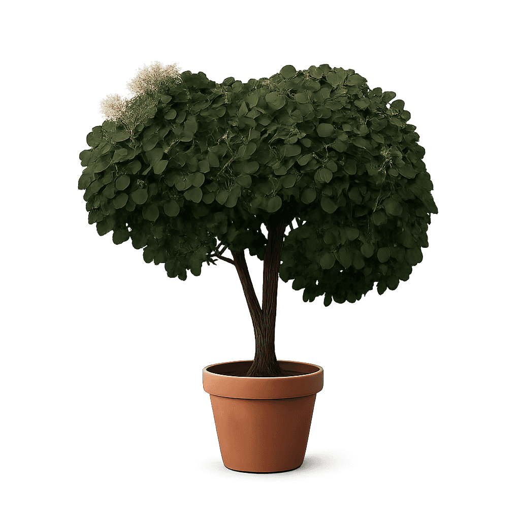 Cotinus coggygria