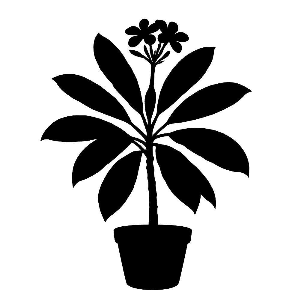 Frangipani