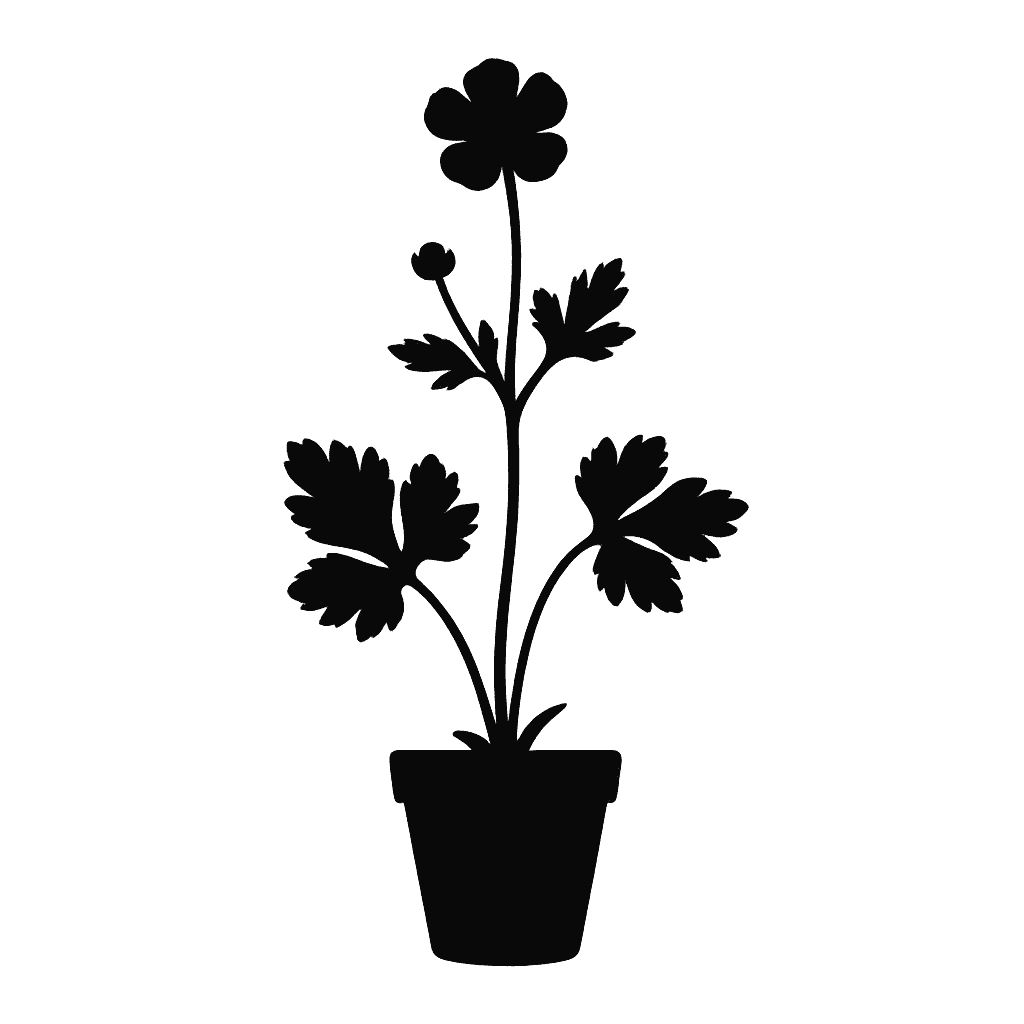 Western buttercup
