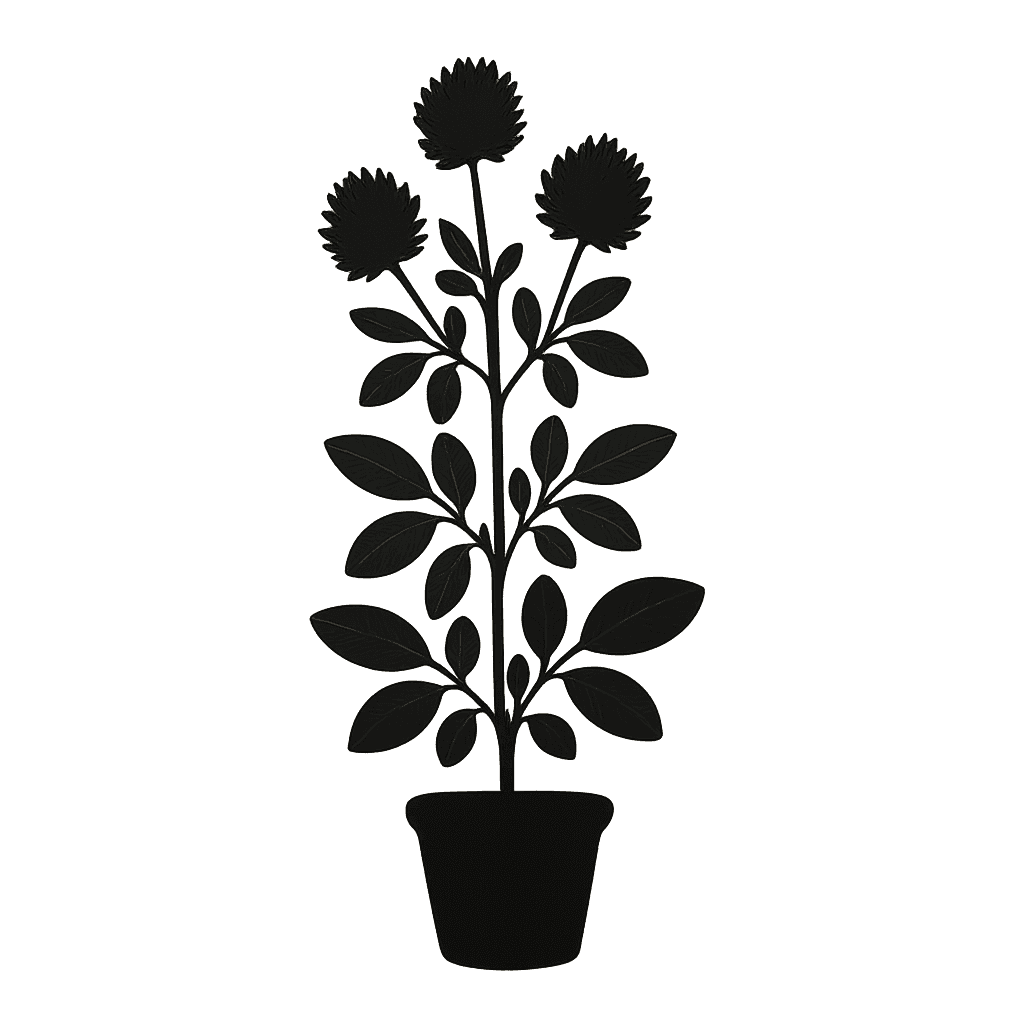 Trigonella lilacina