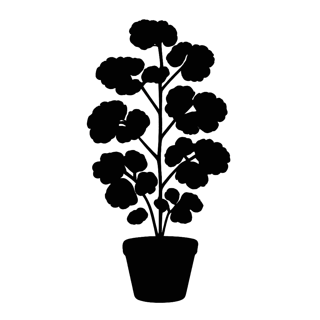 Shield aralia