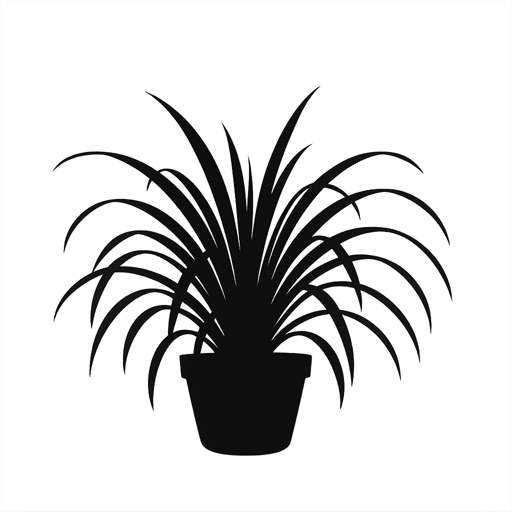 Spider Plant
